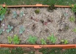Permaculture Landscaping Solutions